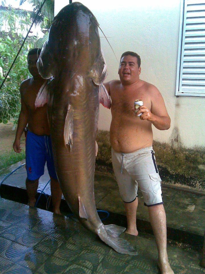 Photo:  largest catfish in Amazon river